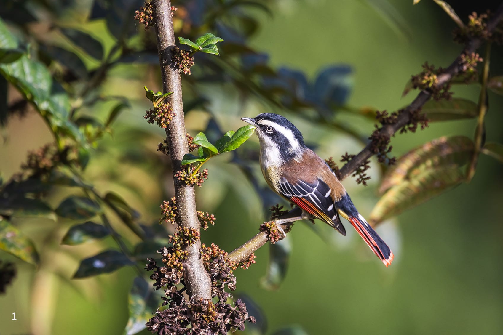 Red-tailed minla in Pangolakha, Sikkim 