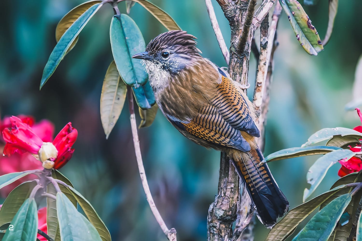 Hoary-throated barwing in Pangolakha, Sikkim 