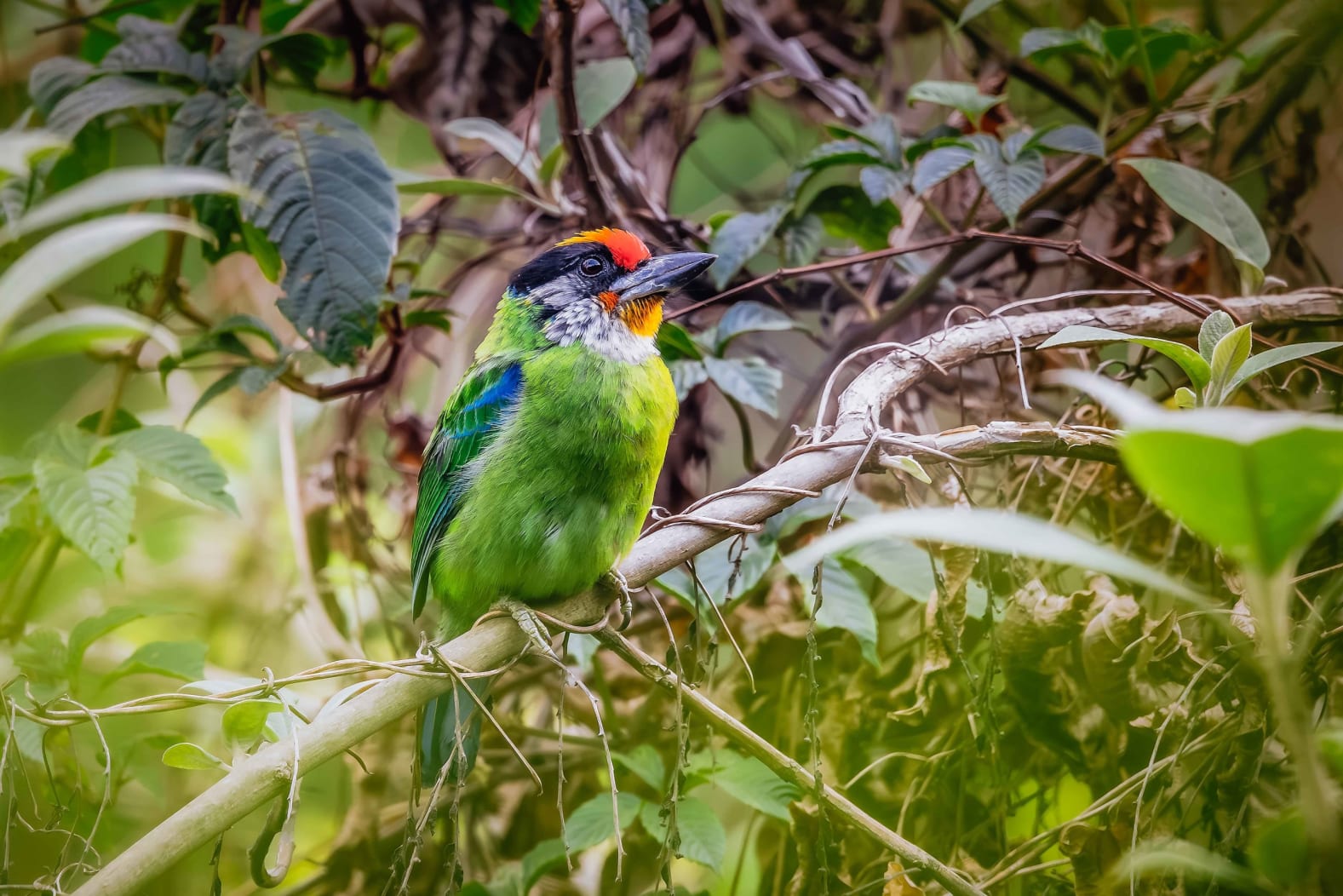 Golden-throated barbet in Pangolakha, Sikkim 
