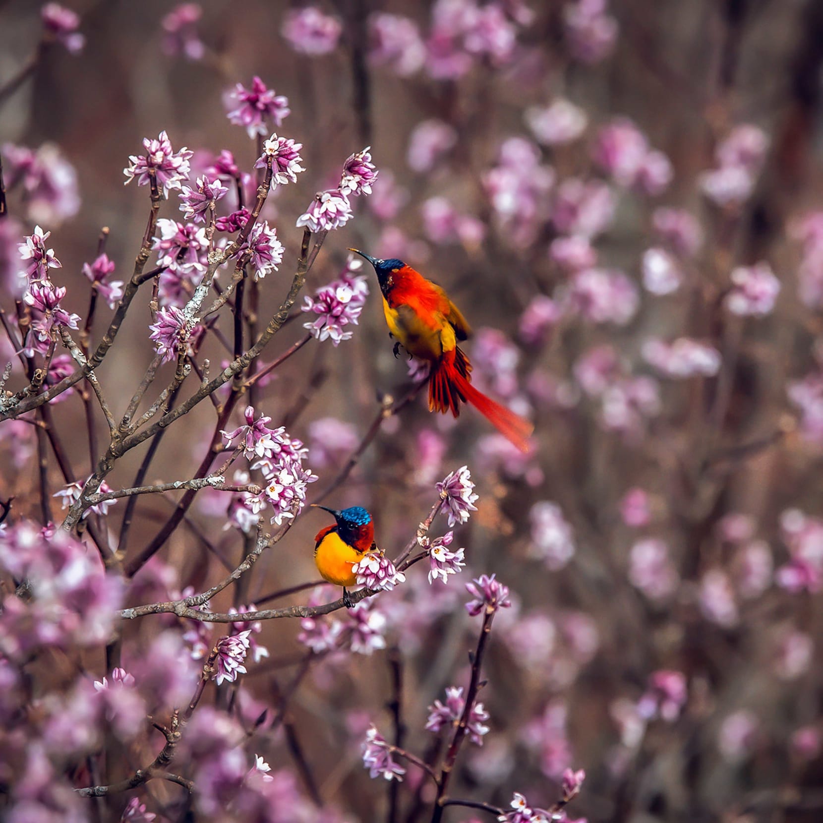 Fire-tailed sunbird in Pangolakha, Sikkim 
