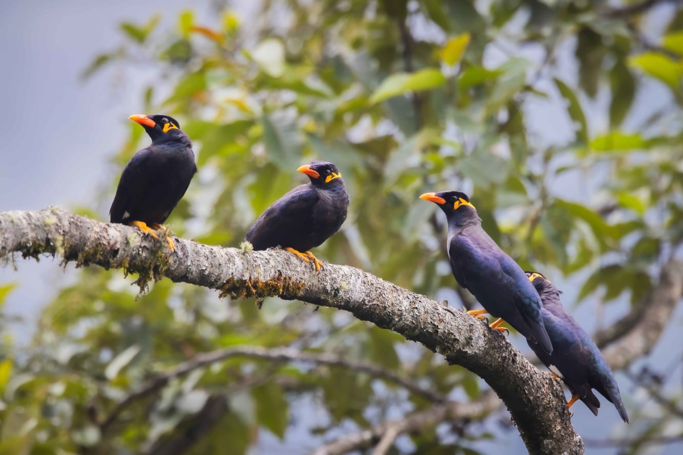 Flock of common hill myna in Pangolakha, Sikkim 