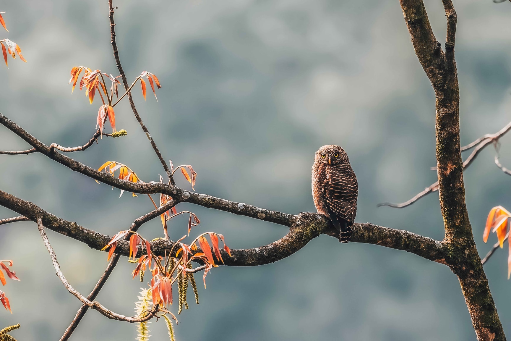 Jungle owlet in Pangolakha, Sikkim 