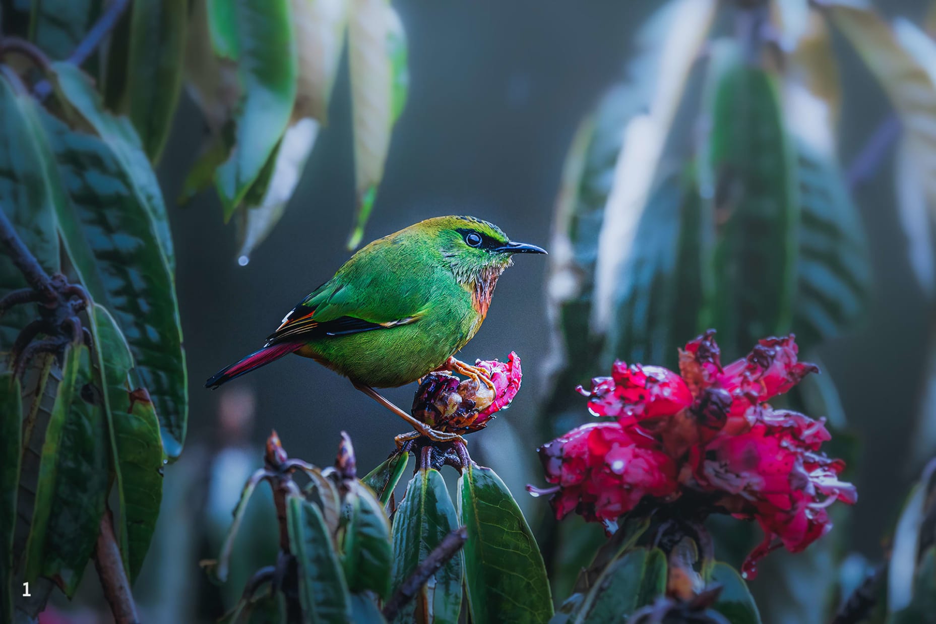 Fire-tailed myzornis in Pangolakha, Sikkim 