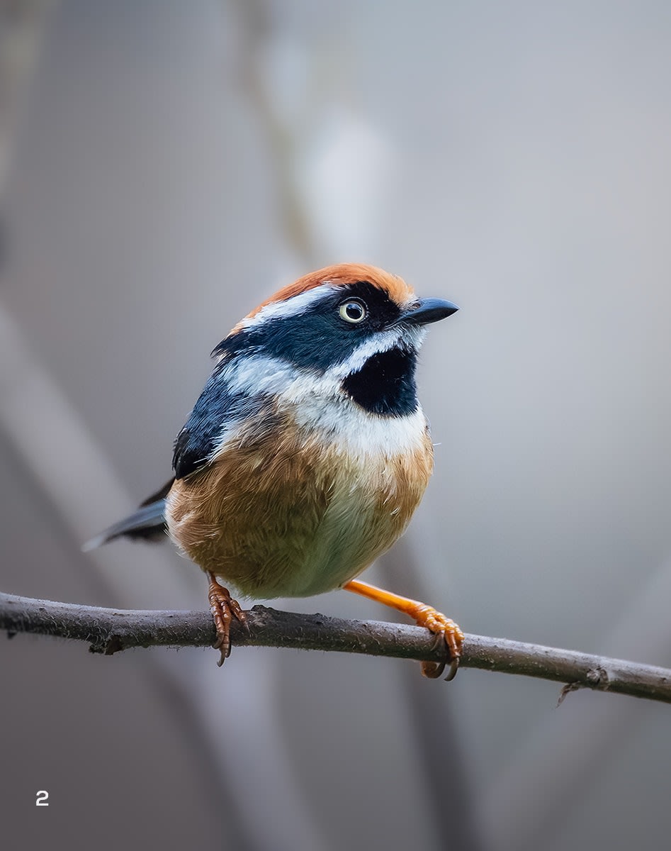 White-browed fulvetta in Pangolakha, Sikkim