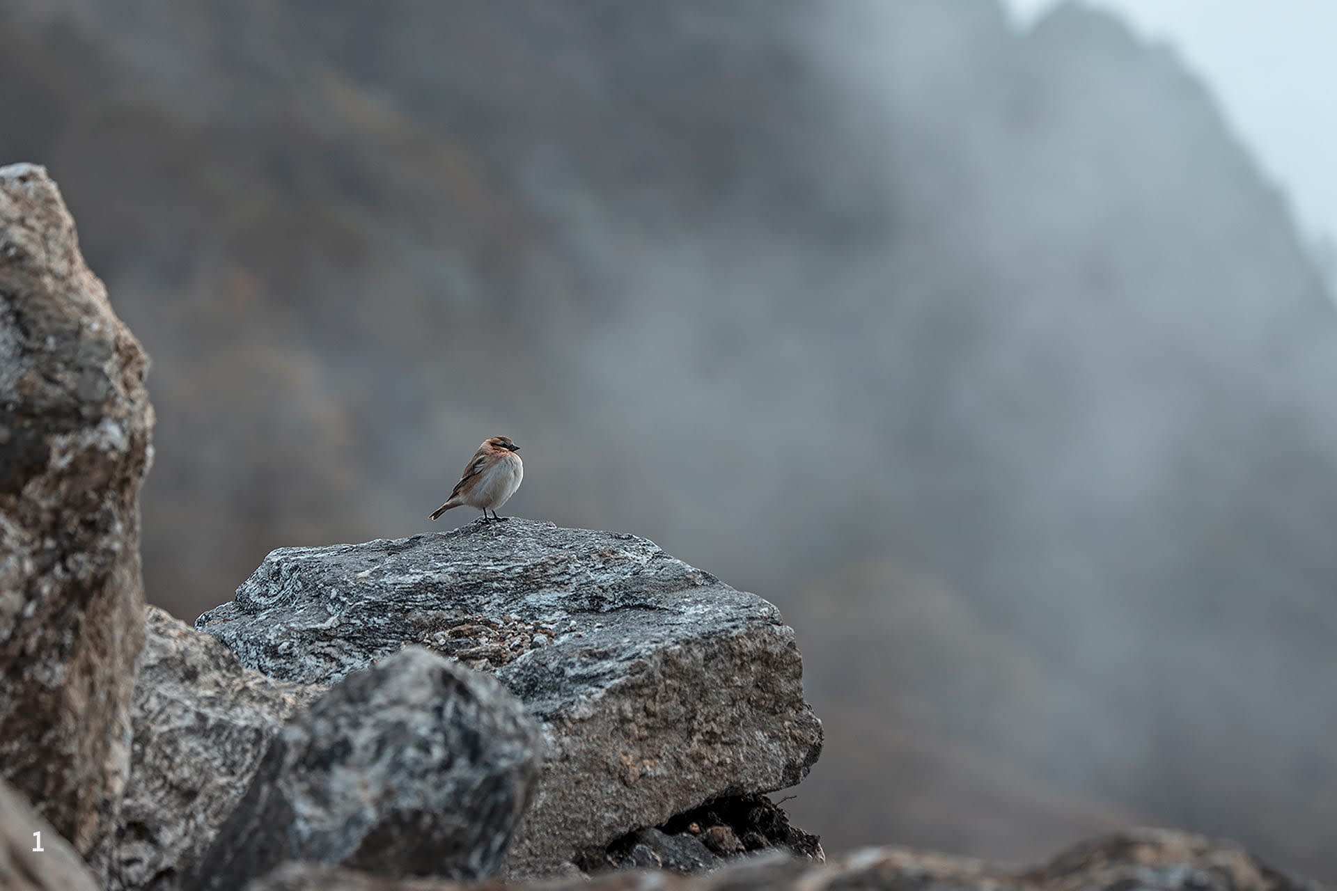 Rufous-necked snowfinch in Pangolakha, Sikkim