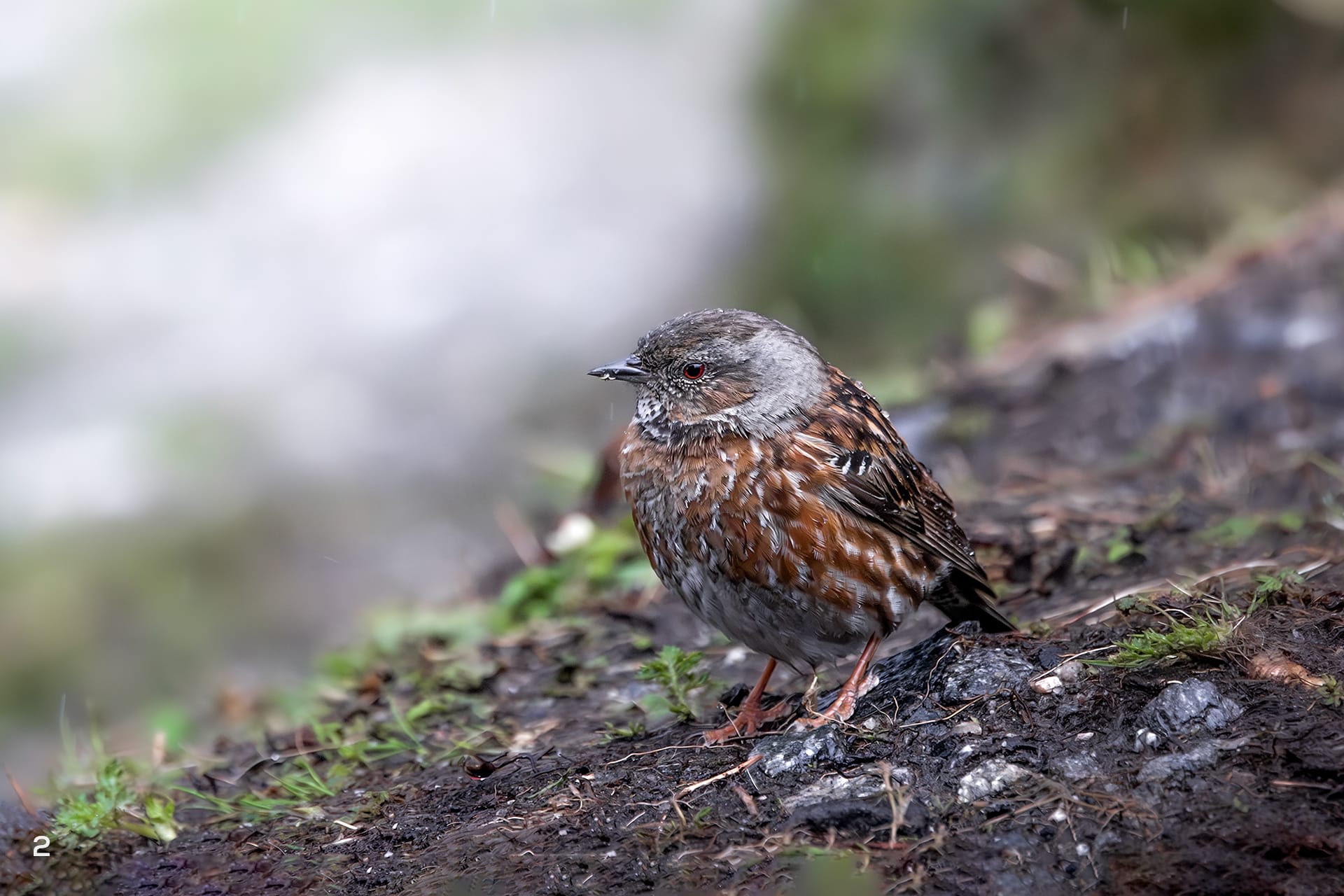 Alpine accentor in Pangolakha, Sikkim