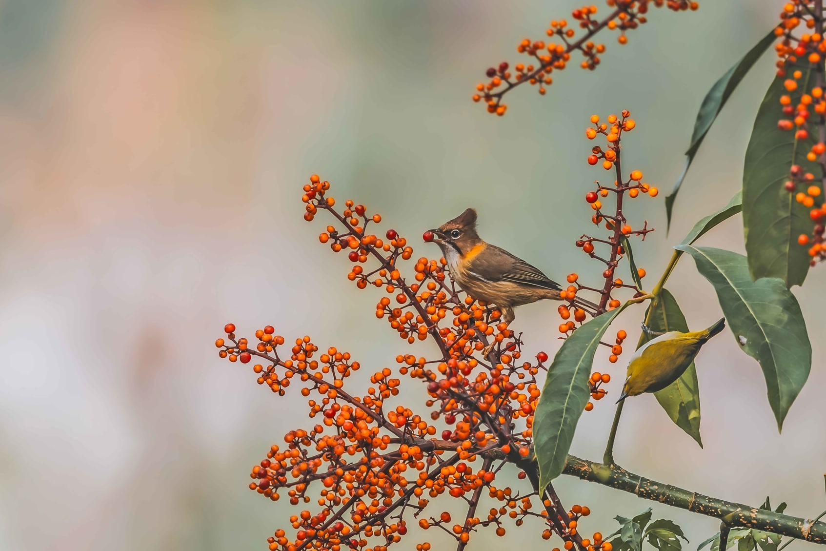 Whiskered yuhina in Pangolakha, Sikkim