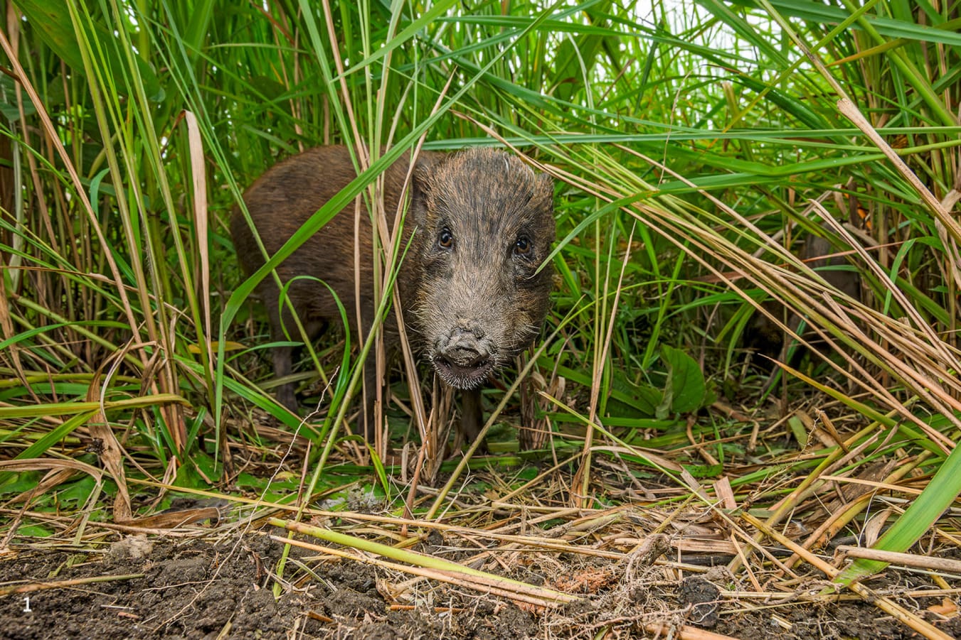 Pygmy hog between grass