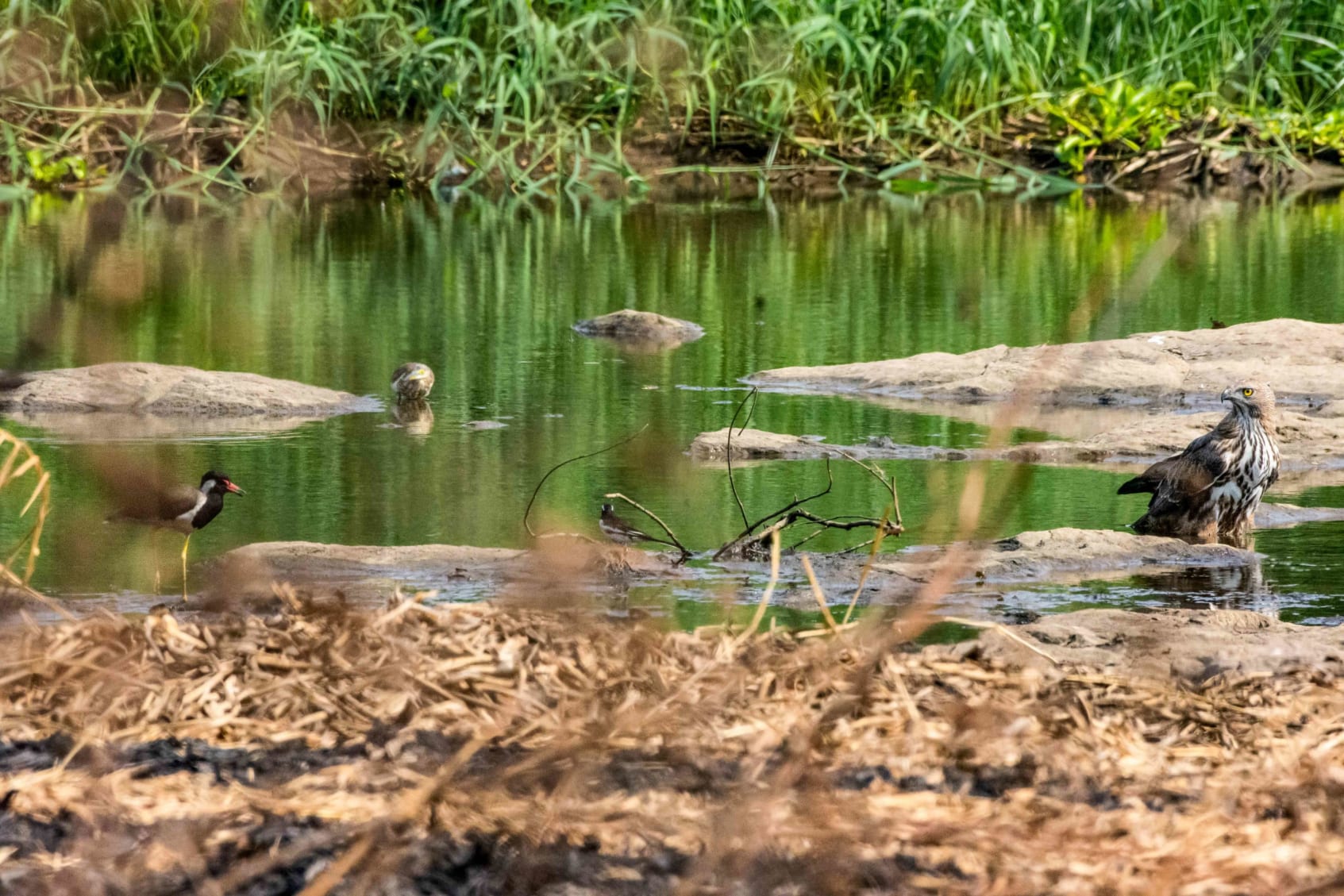 Changeable hawk eagle sitting near water body with lapwing in a peaceful co-existence of prey and predator