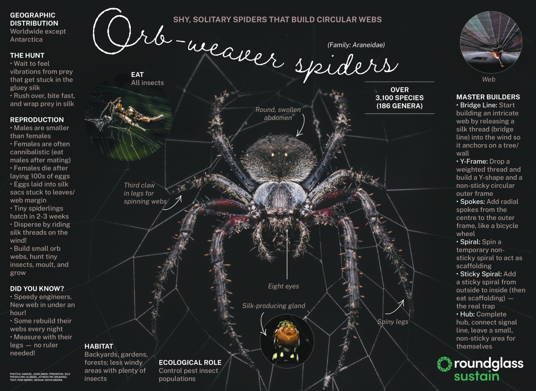Infographic on Orb-weavers, shy, solitary spiders that build circular webs