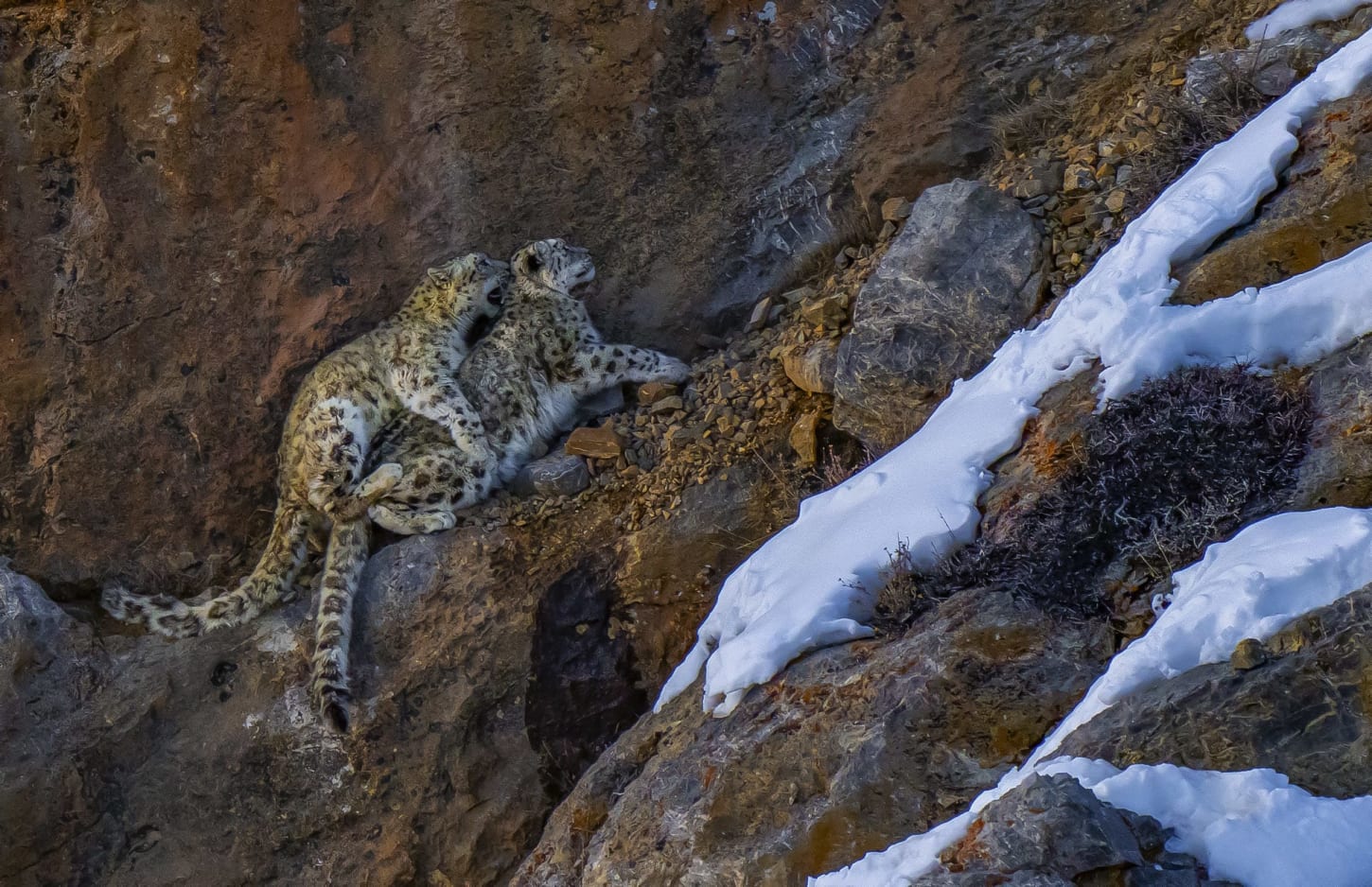 A snow leopard pair mating in Spiti.