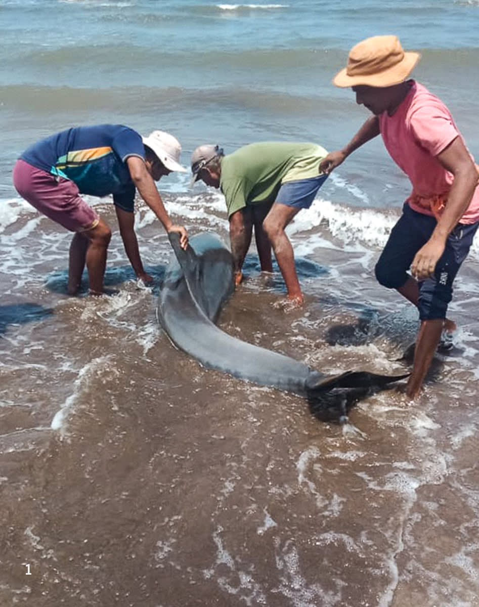 Stranded Indo-Pacific bottlenose dolphin