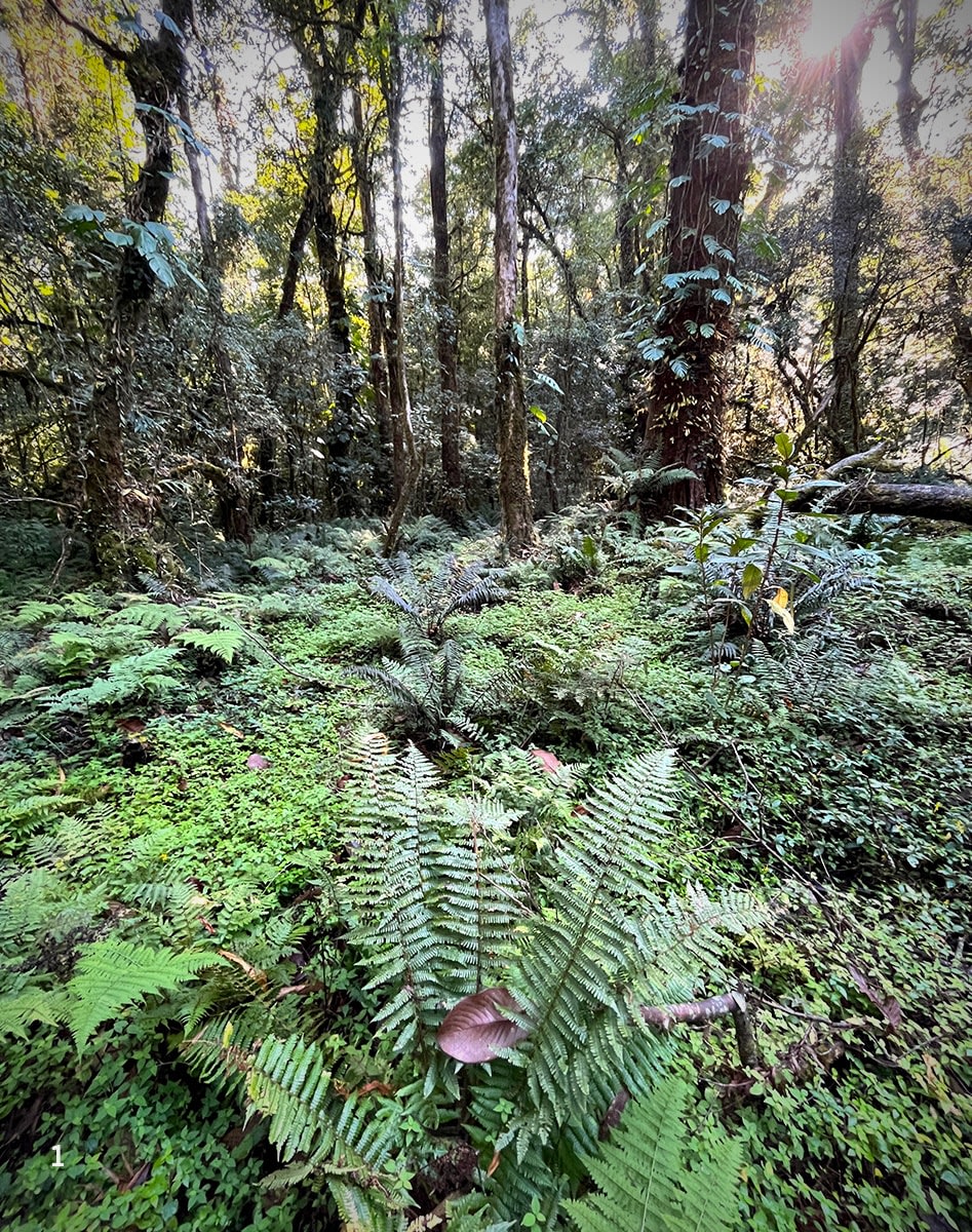 Fiddlehead fern in its natural habitat