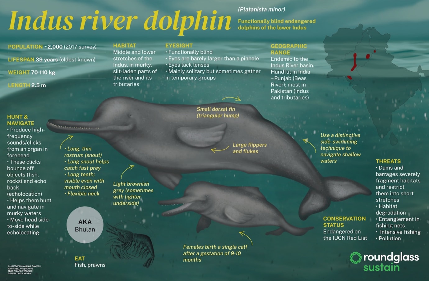 An infographic about the Indus River dolphin