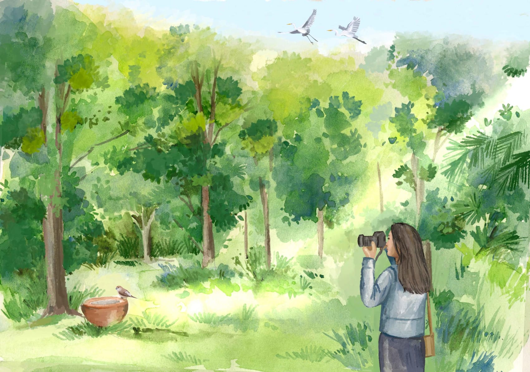 Indian silverbill drinking water from a clay pot in a park