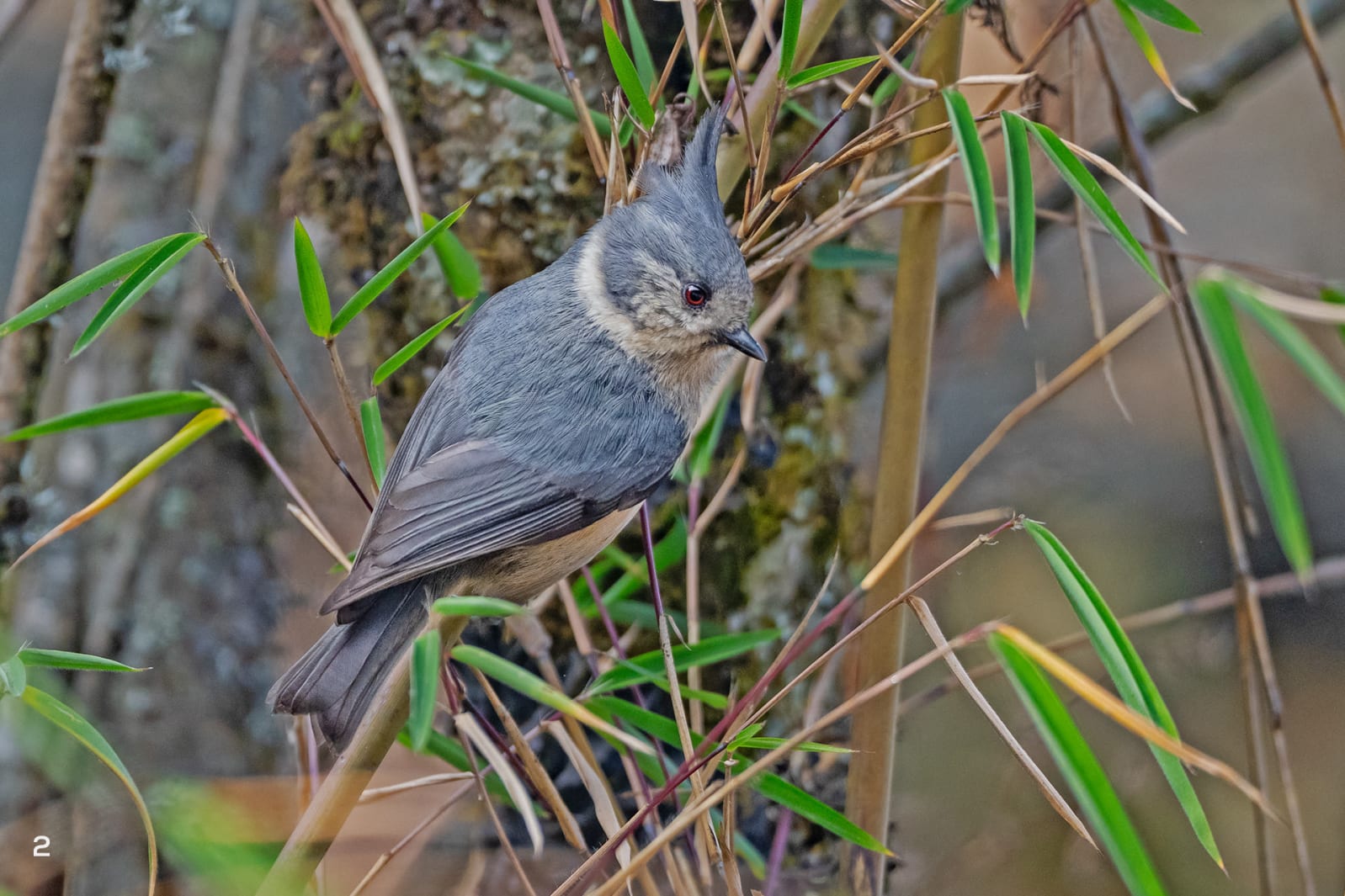 Grey crested tit