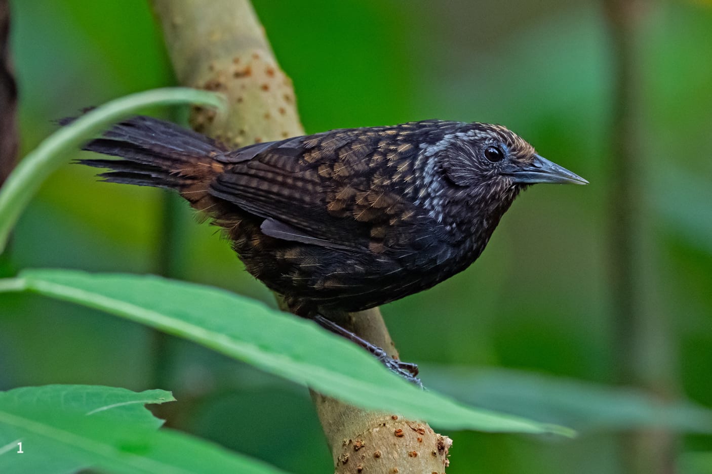 Sikkim wedge billed babbler