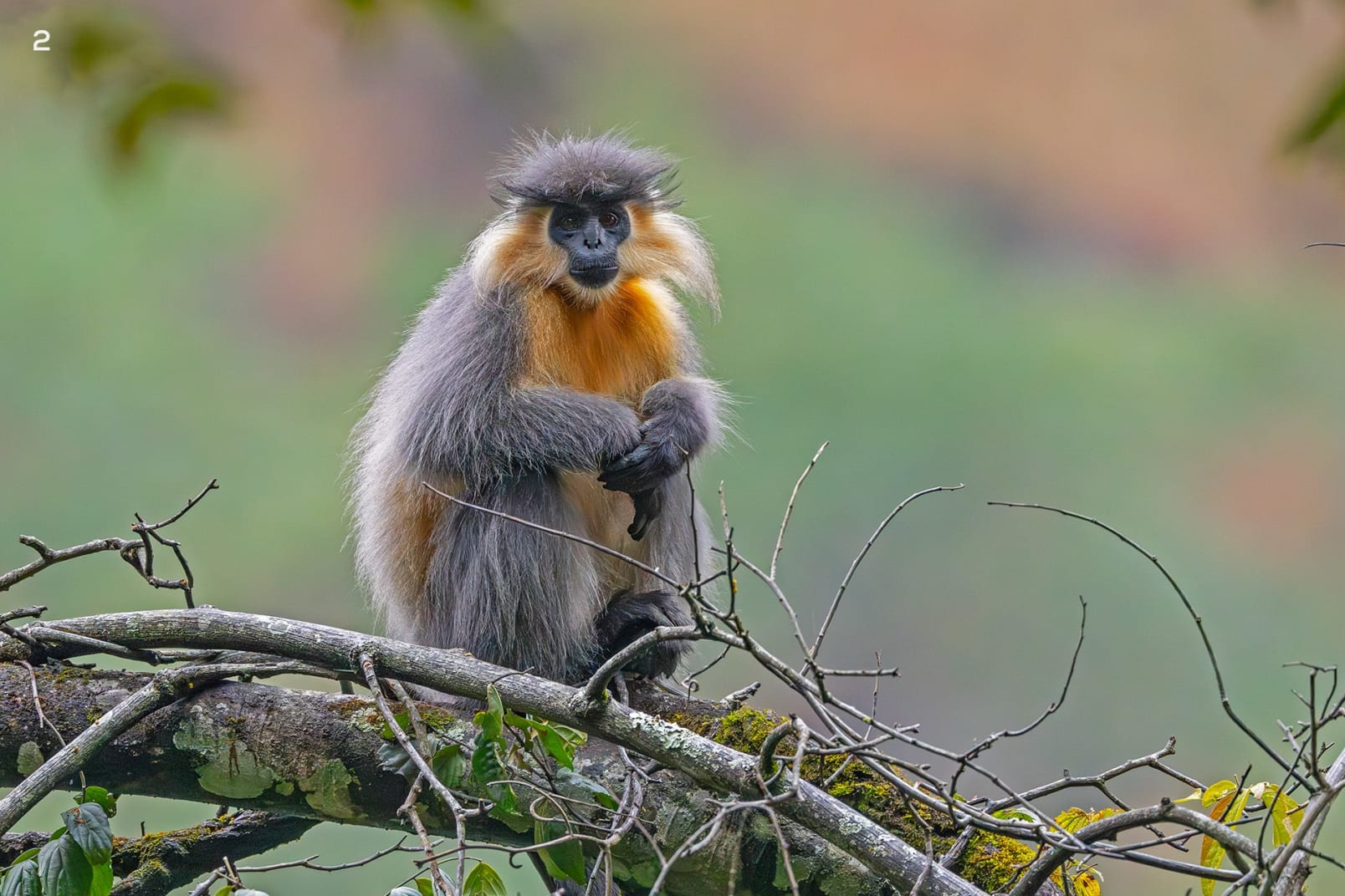 Capped langur
