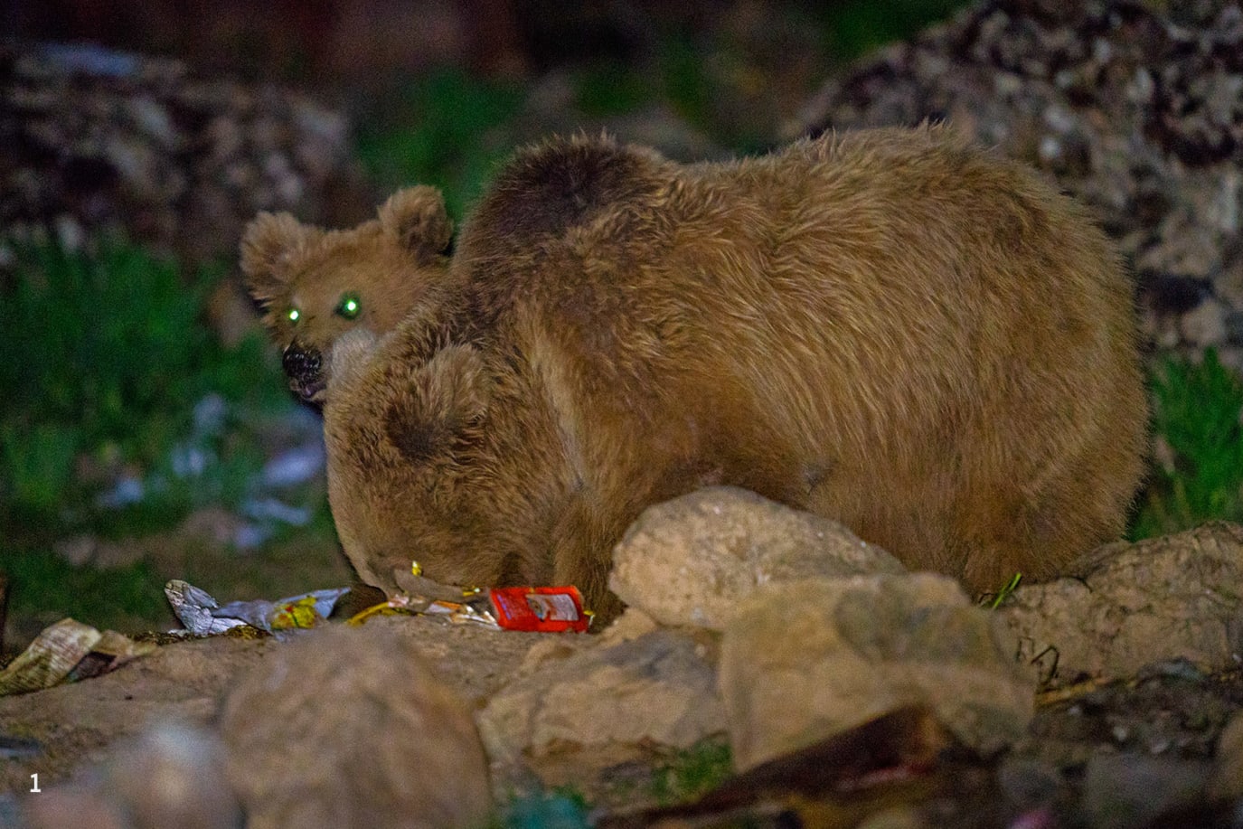 A couple of Himalayan brown bears rumaging through garbage