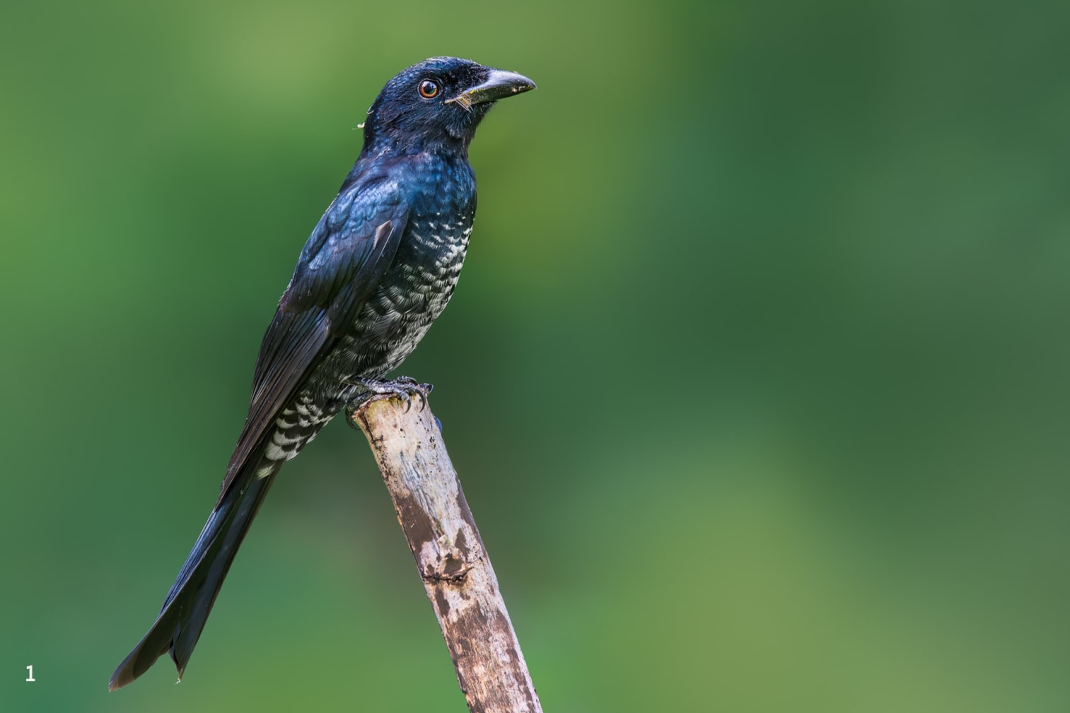 Immature Crow-billed drongo