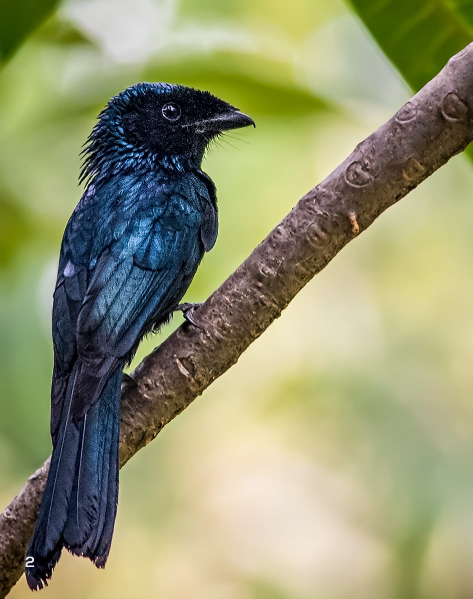 Lesser racket-tailed drongo juvenile