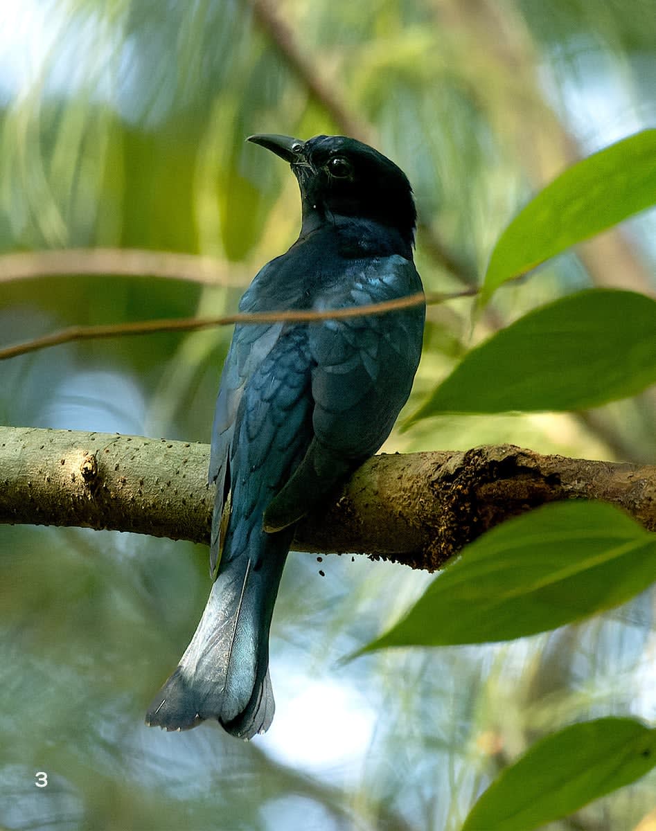 Square-tailed drongo