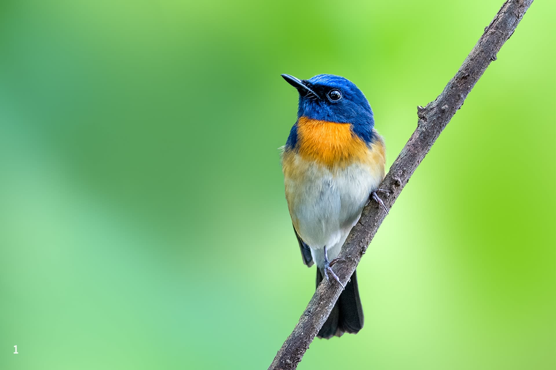 Blue-throated flycatcher
