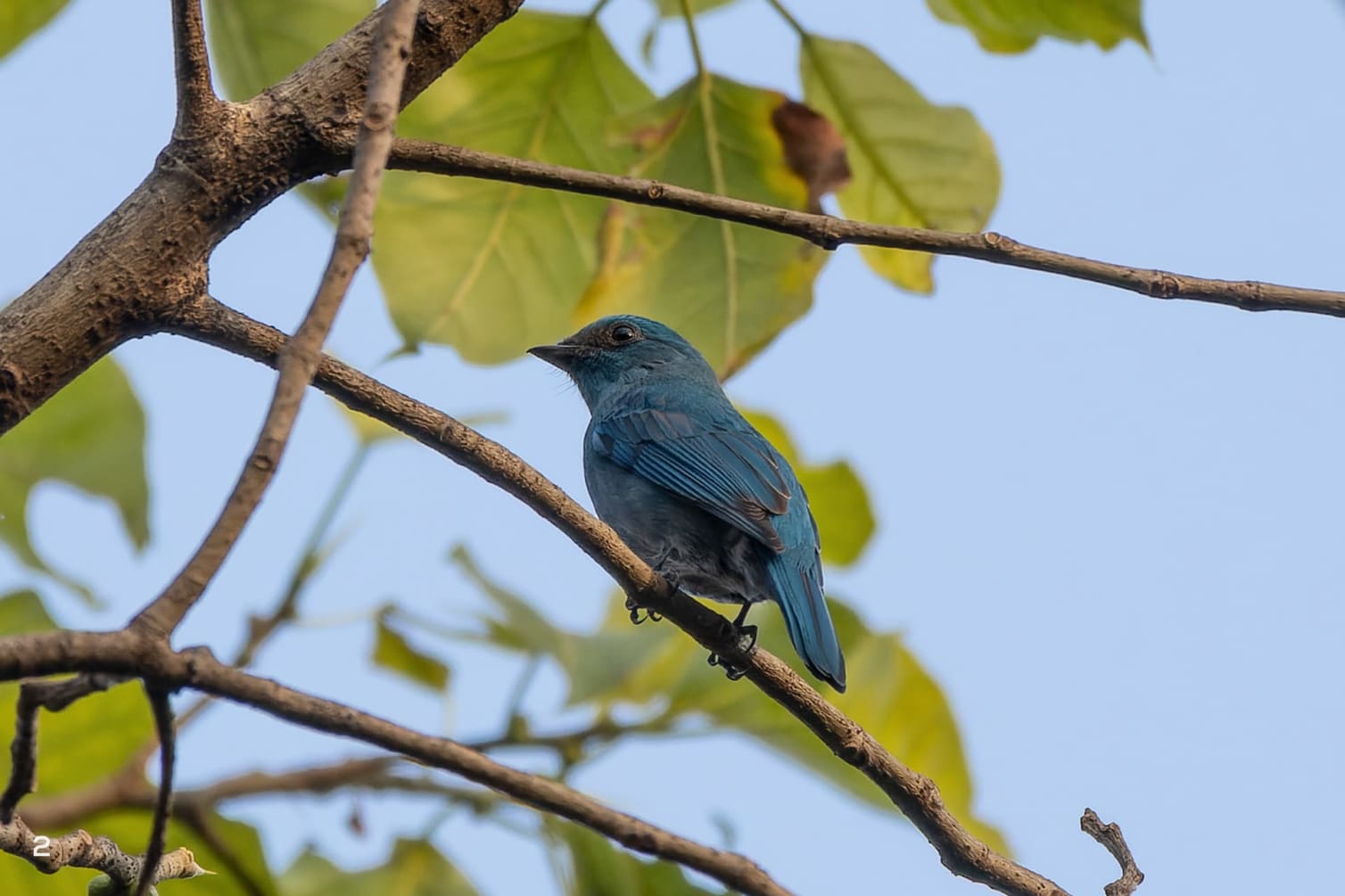 Turquoise-blue verditer flycatcher
