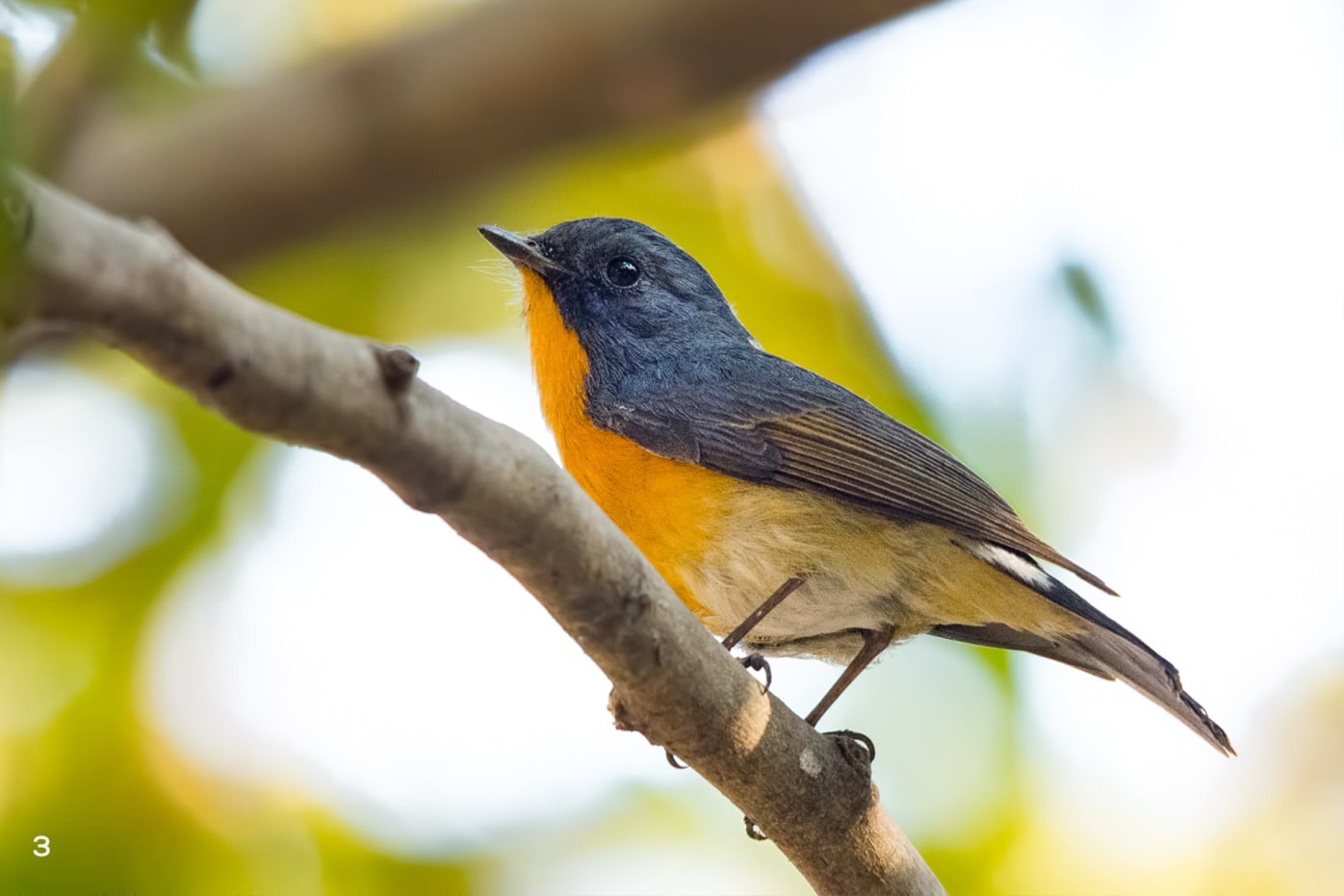 Slaty-backed flycatcher male