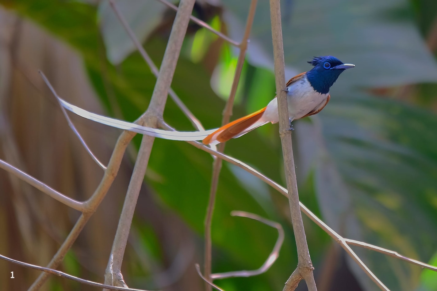 Male Indian paradise flycatcher