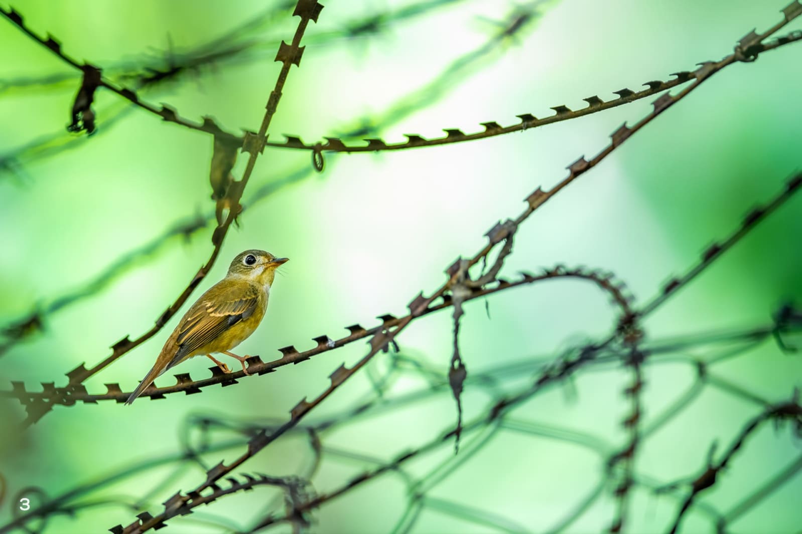 Brown-breasted flycatcher