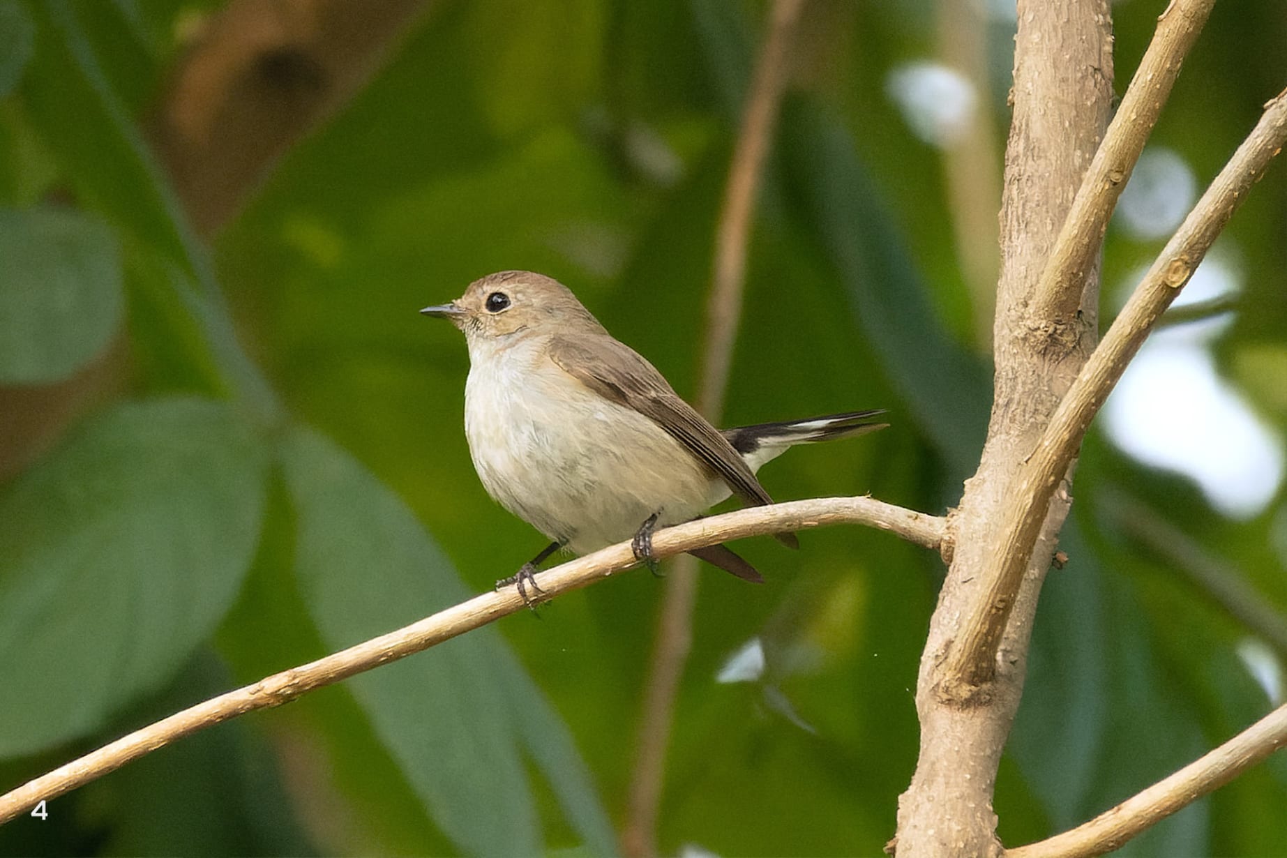 Taiga flycatcher
