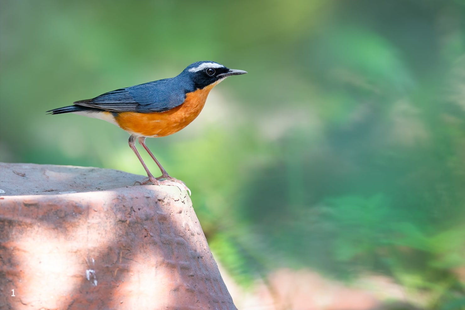 Indian blue robin