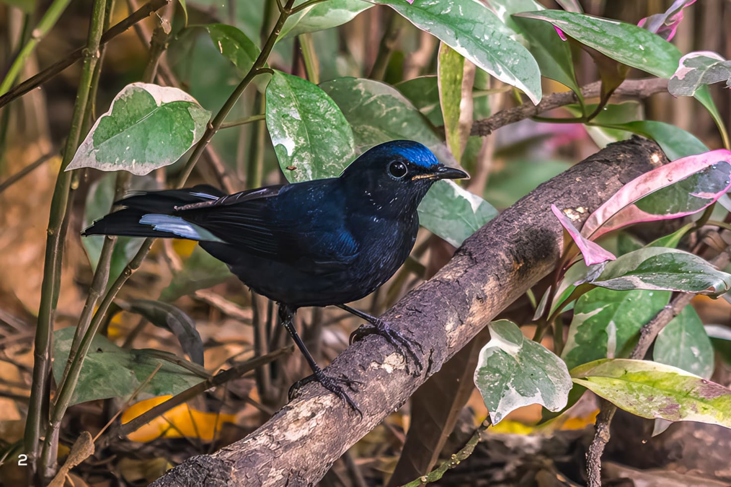 White-tailed robin