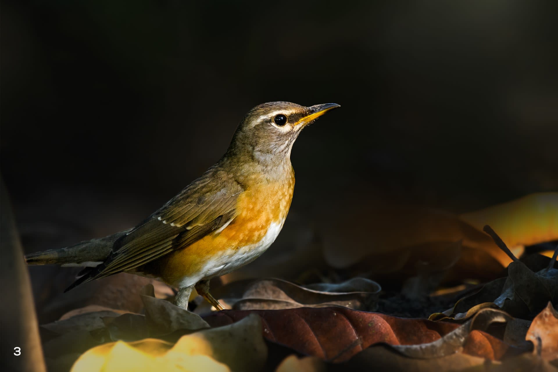 Eye-browed thrush