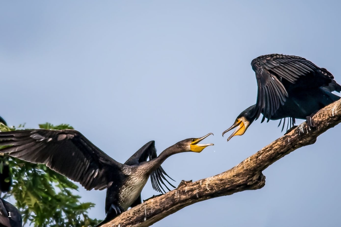 Cormorants