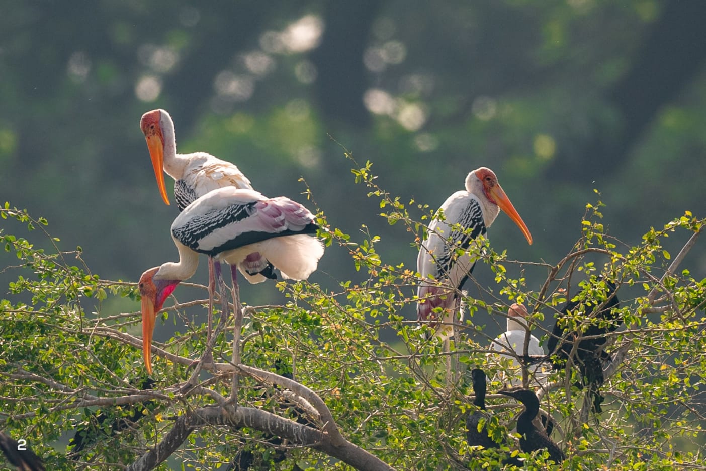 Painted stork