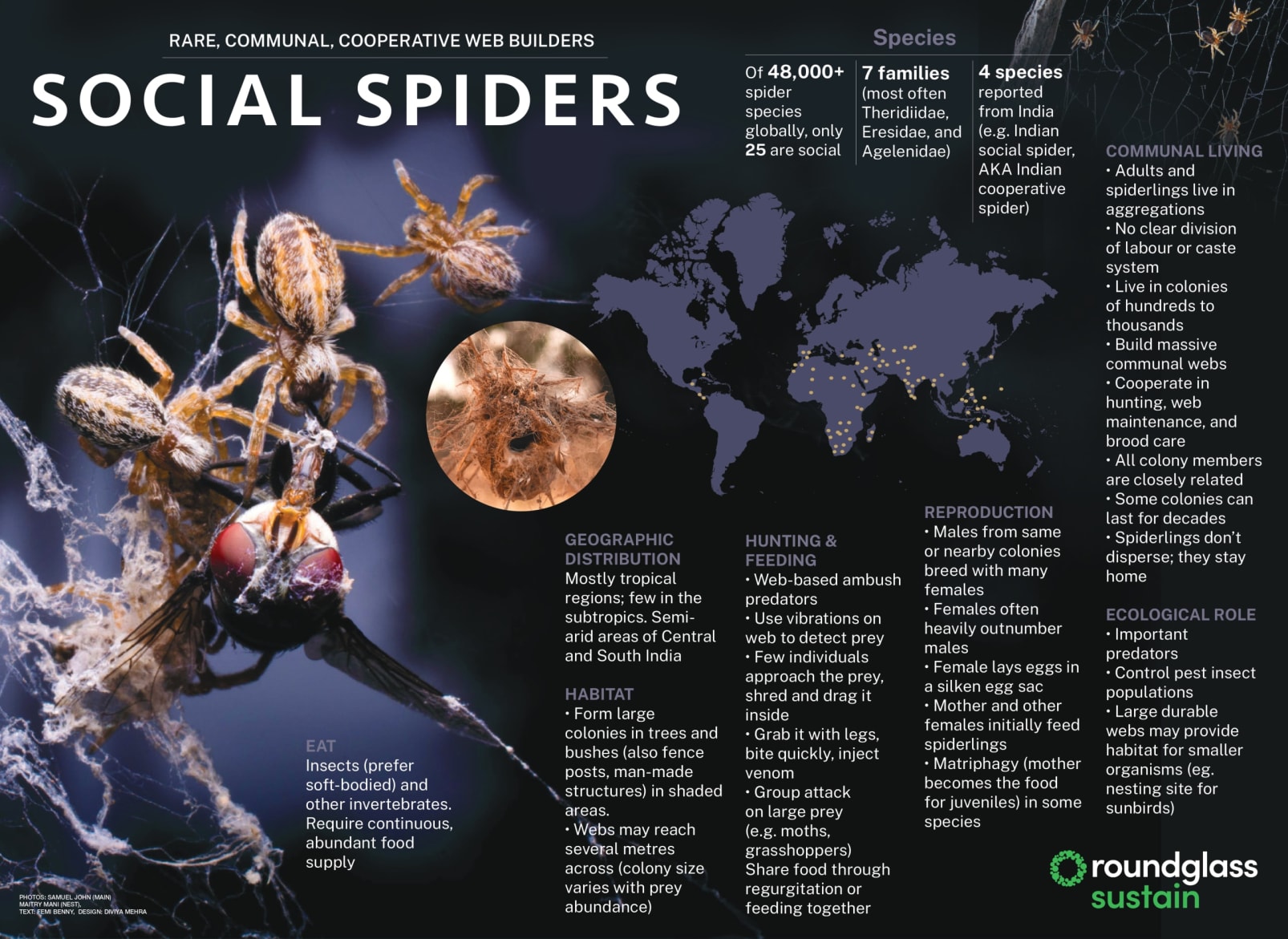Social spider infographic