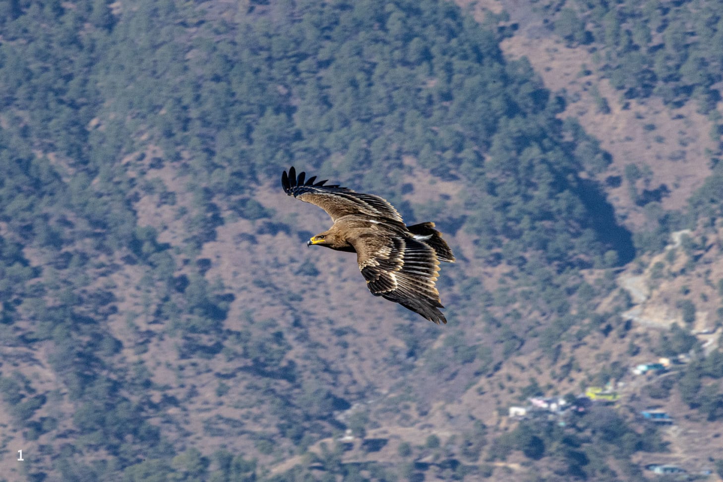 Steppe eagle in flight