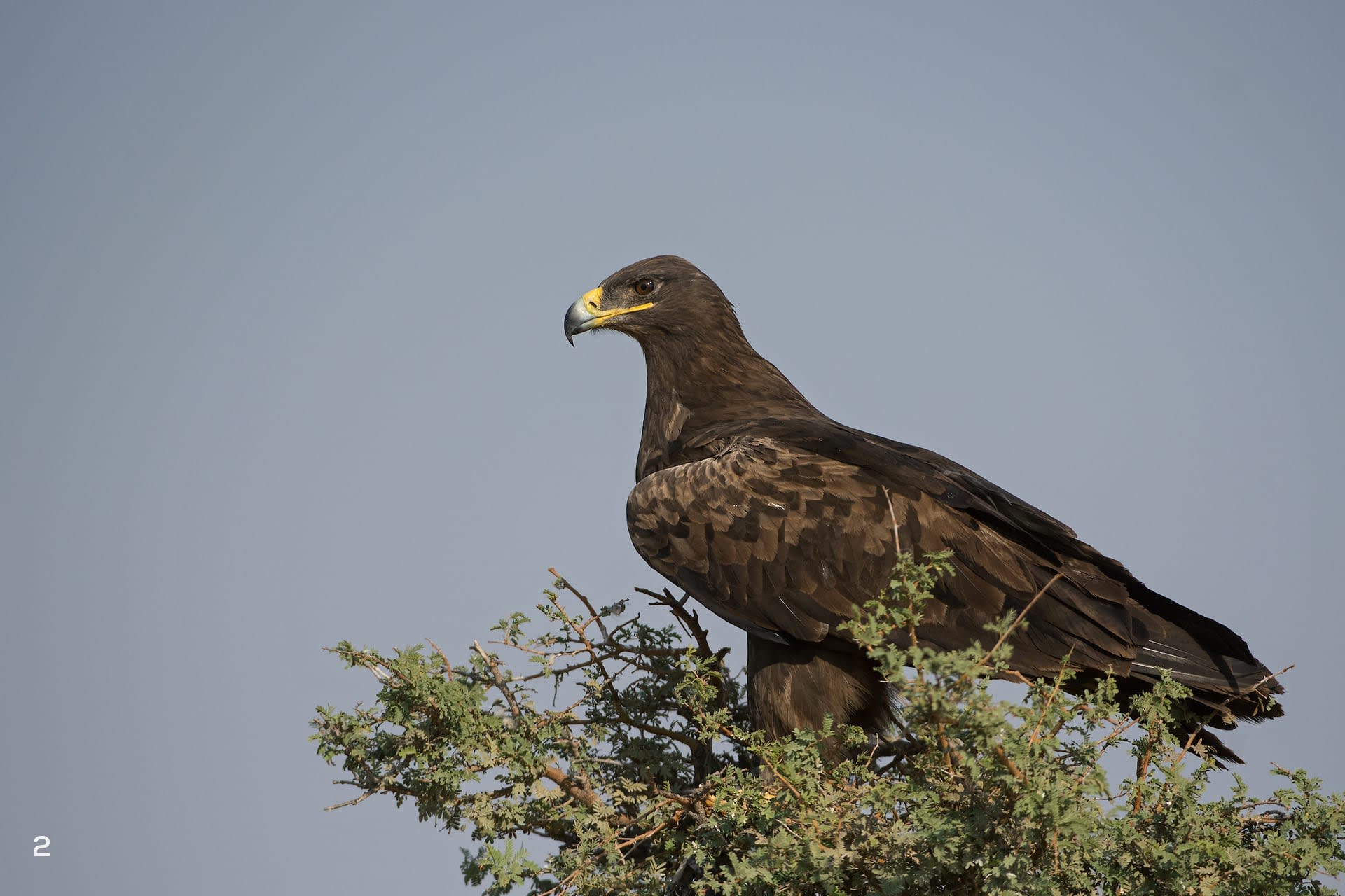 Adult steppe eagle