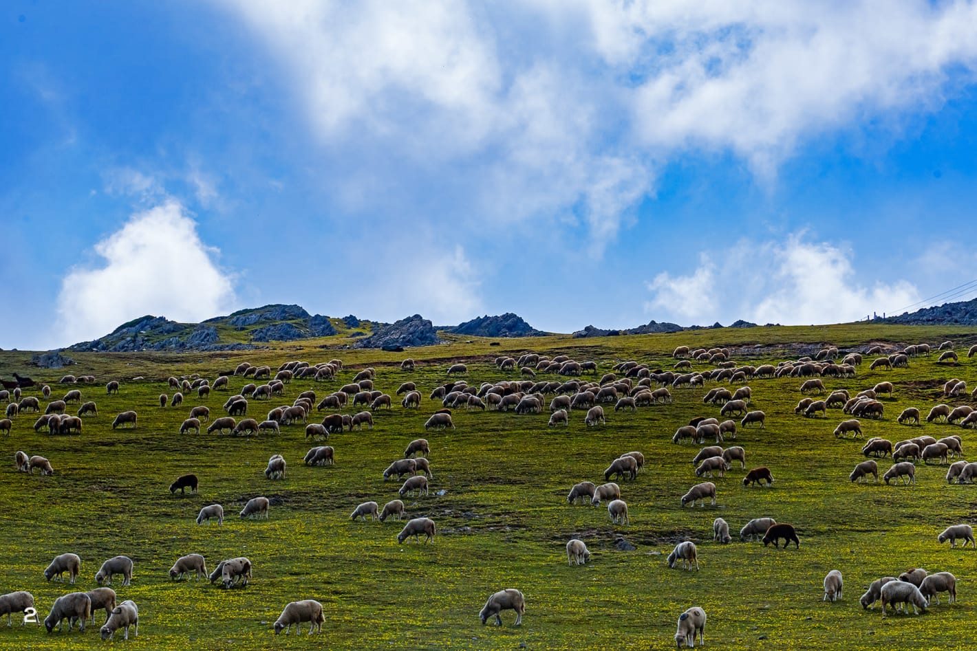 Livestock owned by Bakerwals