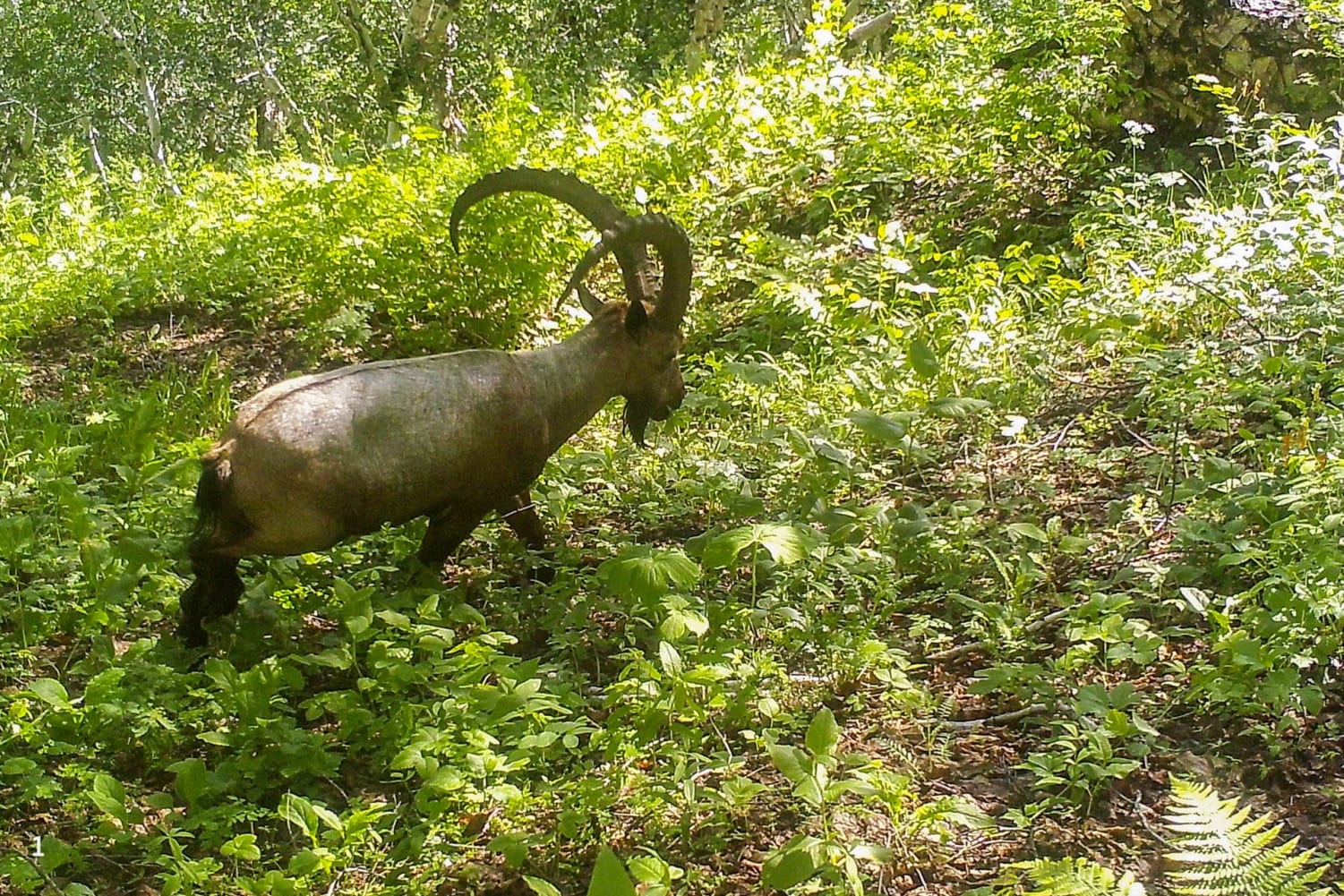 Ibex