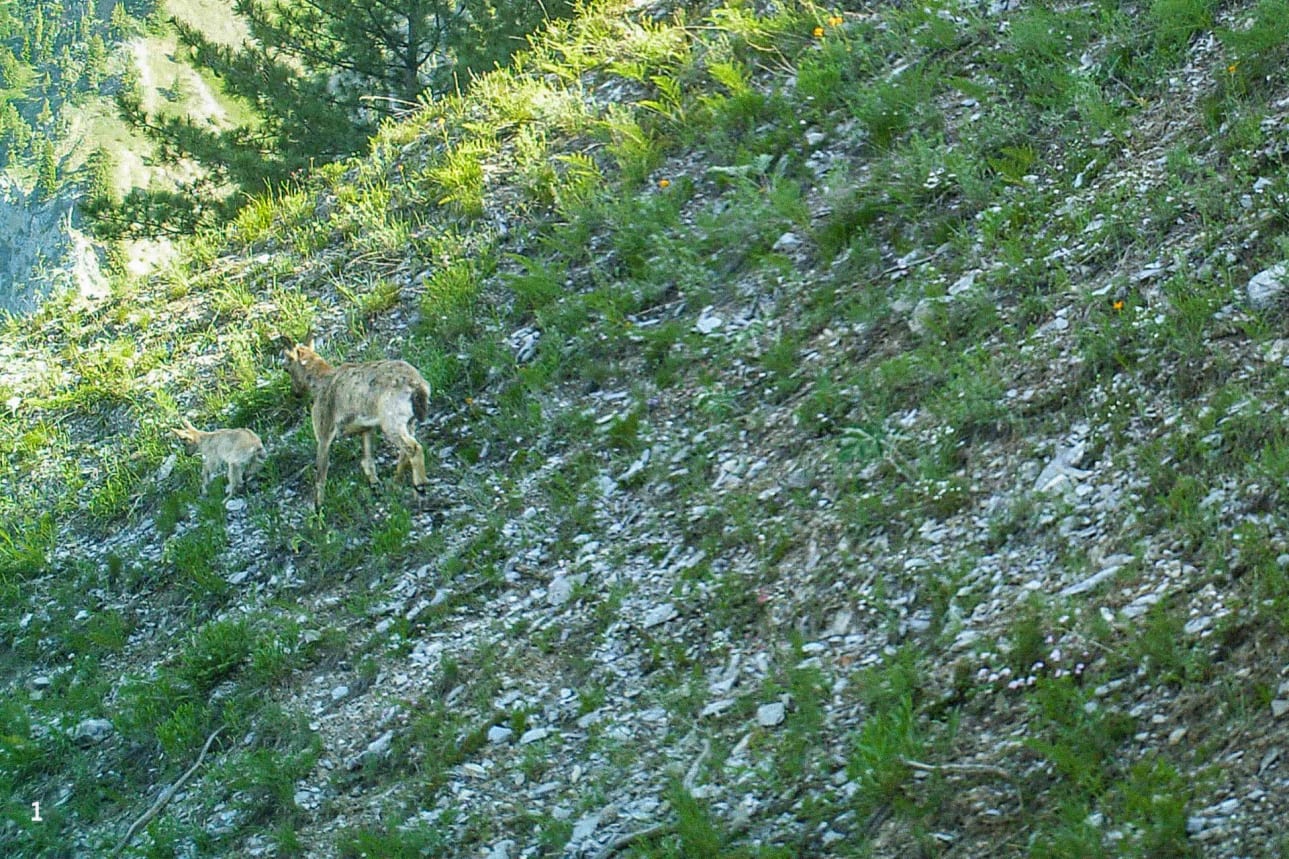 Southern slopes of the Gurez Valley
