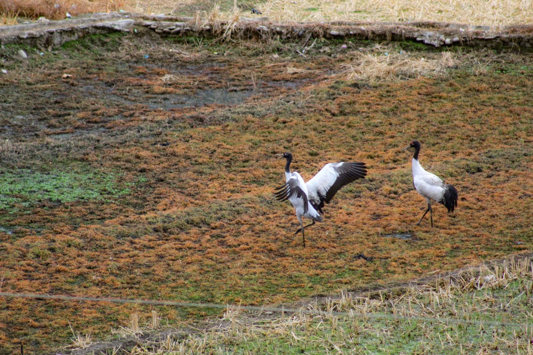 Black-necked cranes visit Chug and Sangti Valleys in Arunachal Pradesh every year as part of their regular winter migration routine. In 2025, a pair of black-necked cranes was sighted in Morshing Valley for the first time.