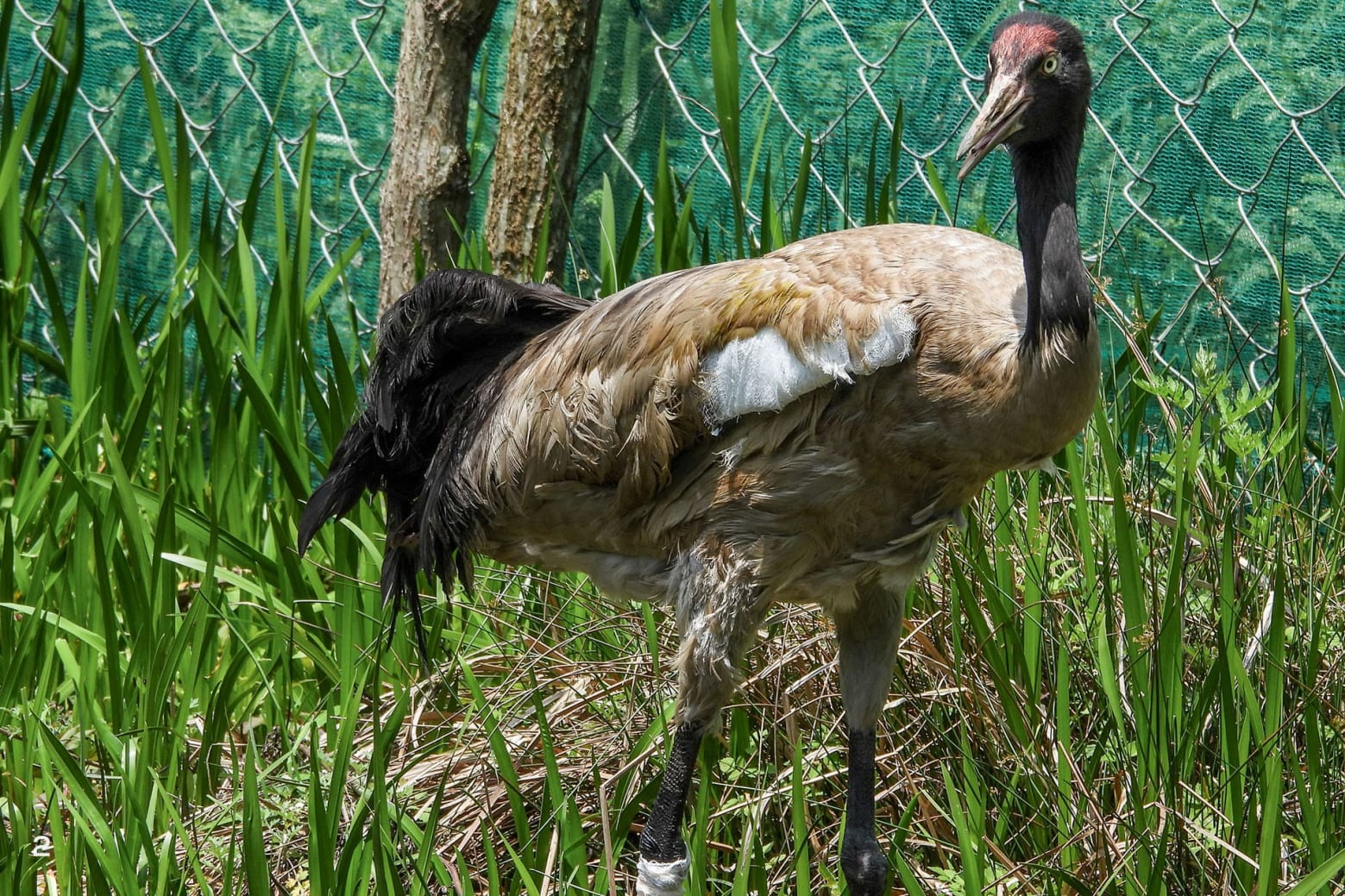 The black-necked crane has now healed it is still unable to fly. 