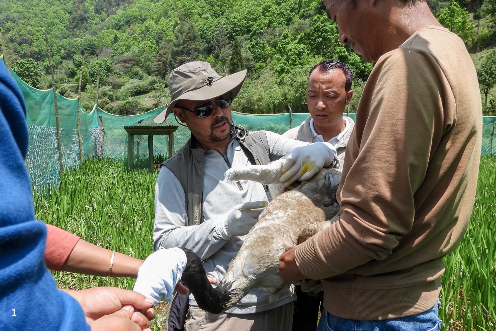 (1) Dr D K Thungon and his team treating a crane attacked by a free-ranging dog. (2) Although the crane has now healed it is still unable to fly. 