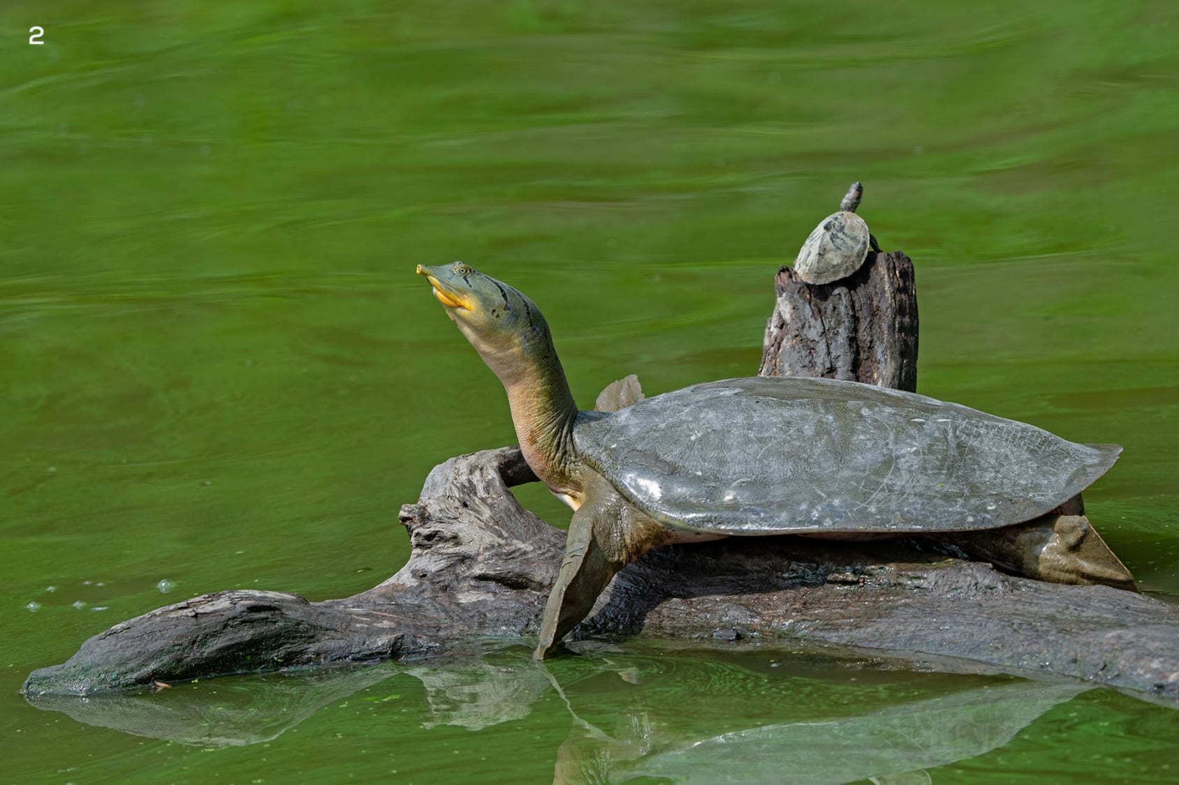 The Indian softshell turtle is an endangered species of freshwater turtle found in the northern plains of the Indian subcontinent.