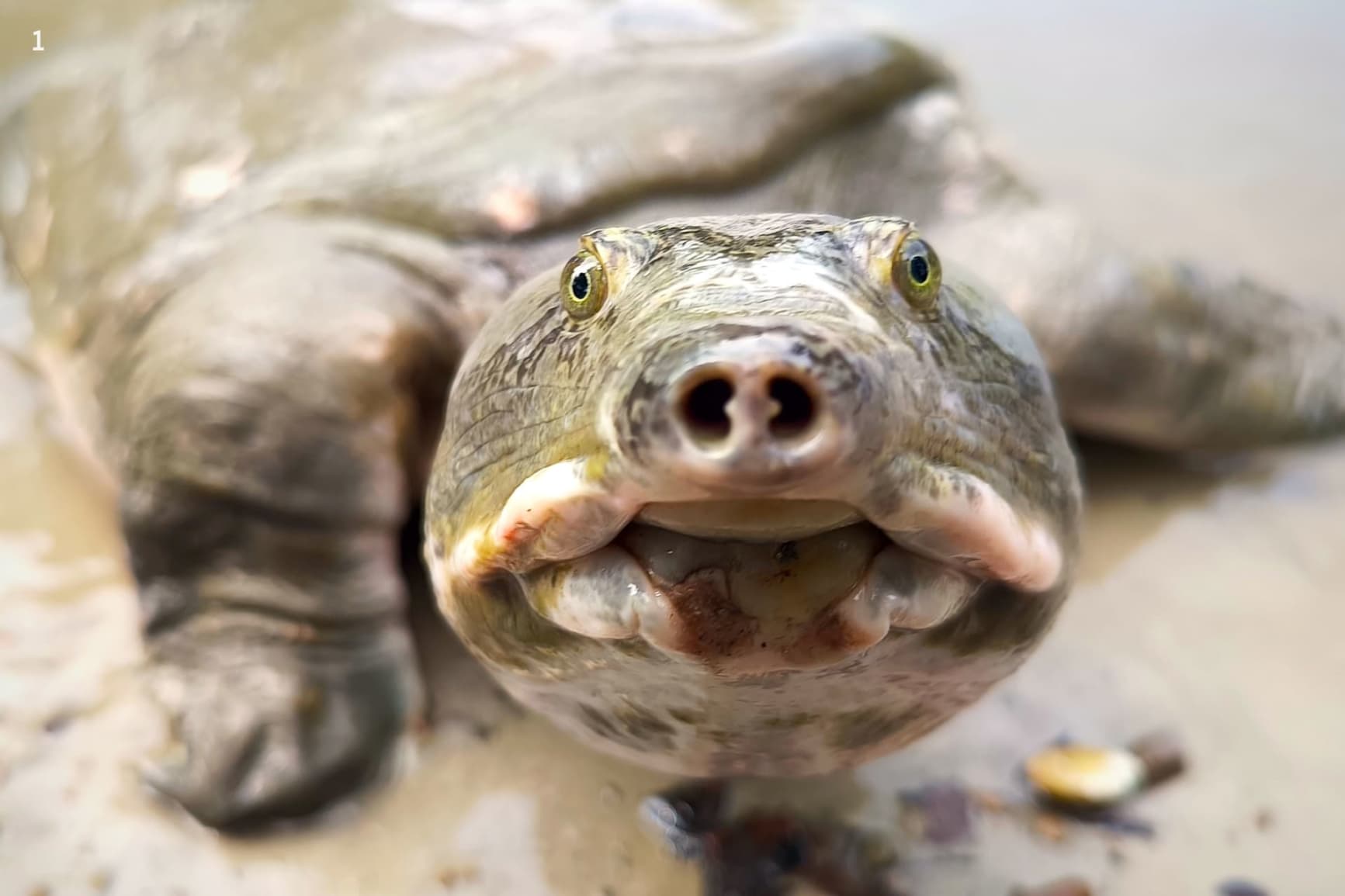 The tube-like structure protruding from the black softshell turtle’s nose resembles and functions like a snorkel. 