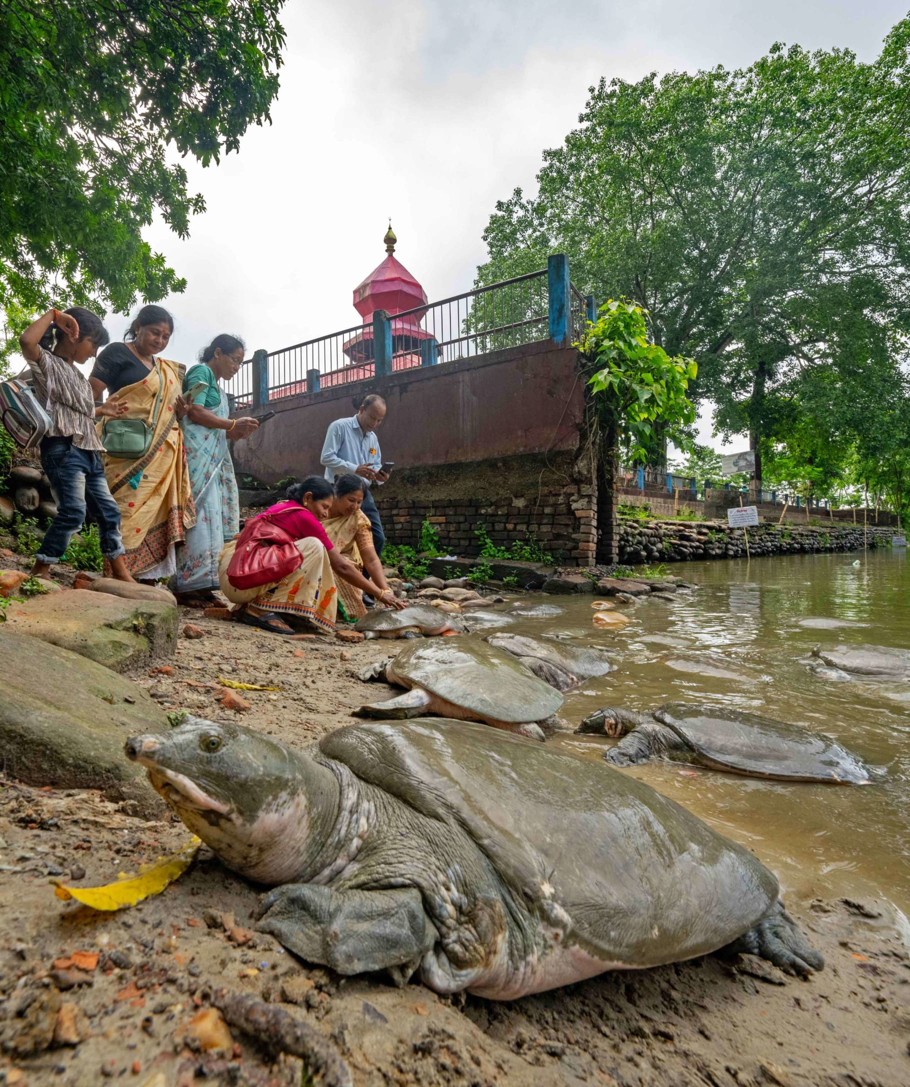 Visitors to the Nagshankar Temple in Assam can pet and feed the turtles in the temple pond. These turtles are habituated to human presence and readily accept the offered food.