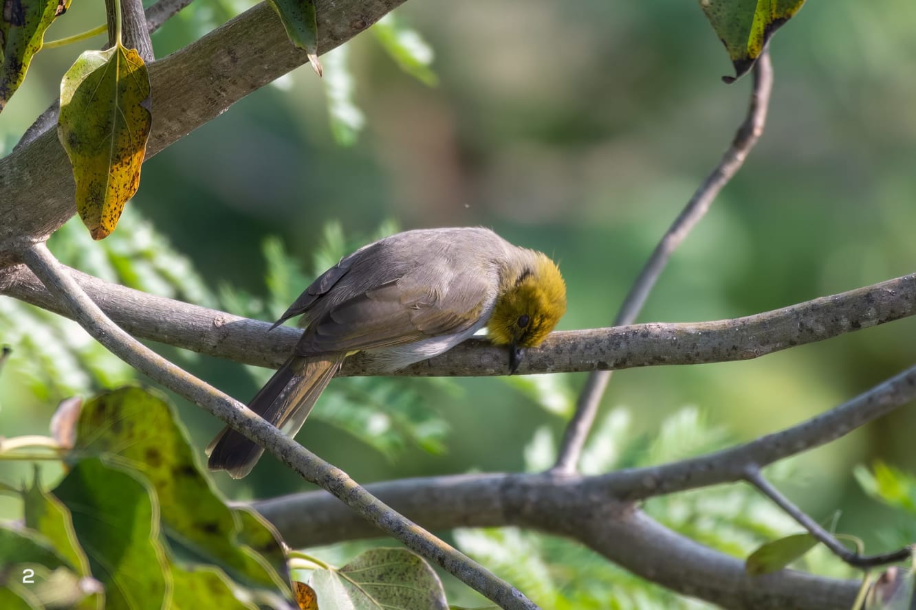 From granite boulders to dry forest branches, yellow-throated bulbuls navigate Hampi’s rugged terrain, demonstrating adaptability and resilience in fragmented habitats